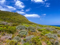 Cape Point Nature Reserve
